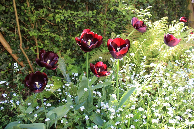 Tulip ‘Queen of Night’ Christmas planting