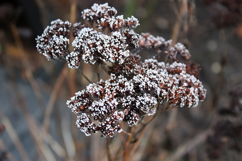 Frosted flora